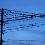 Several black birds sitting on power lines