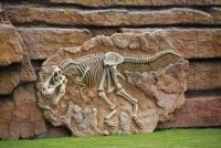 Dinosaur bones on stone wall